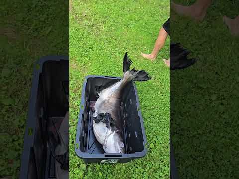 massive paroon shark 48" and 55lbs #shark #fish