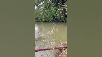 Cá Lớn - cá Trắm Khủng cắn câu rất dứt khoát 😱 #khacthuyvlogg