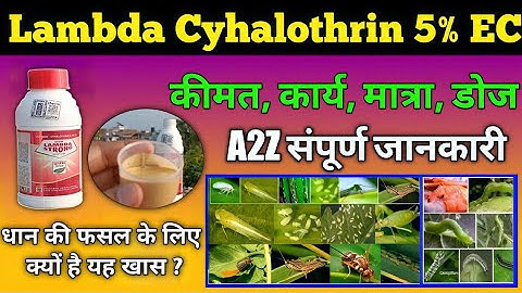Lambda Cyhalothrin 5% EC Insecticide | धान में तना छेदक, पत्ता लपेट, माहू, थ्रिप्स, सफ़ेद मक्खी कीट
