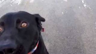 Max RESCUED