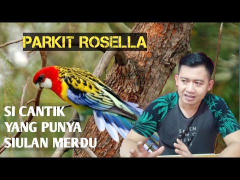 Video: Burung Nuri Rosella: Ciri Pilihan