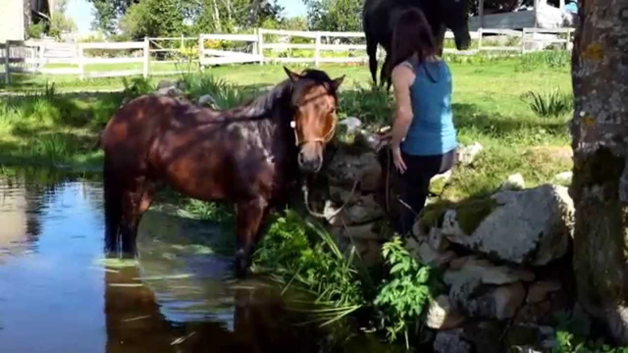 Horse taking a bath Cheval prenant un bain YouTube
