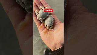 ❤️ Kindness in Action – Crab Rescue Video