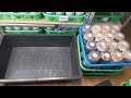 羽化した184匹掘り出す#2
