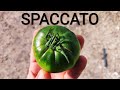 Pomodori che Spaccano tutto quello che c'è da sapere e da fare ma bisogna pensarci dall'inizio