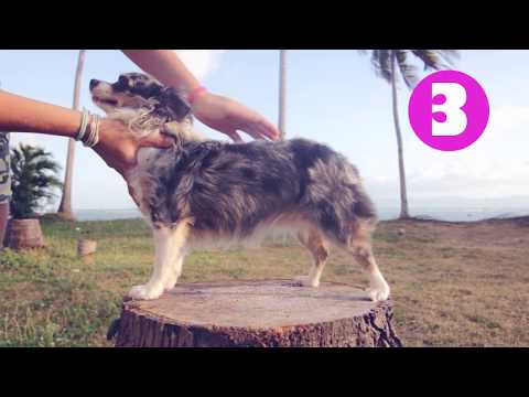 Видео: Как сказать, если ваша собака имеет лишний вес