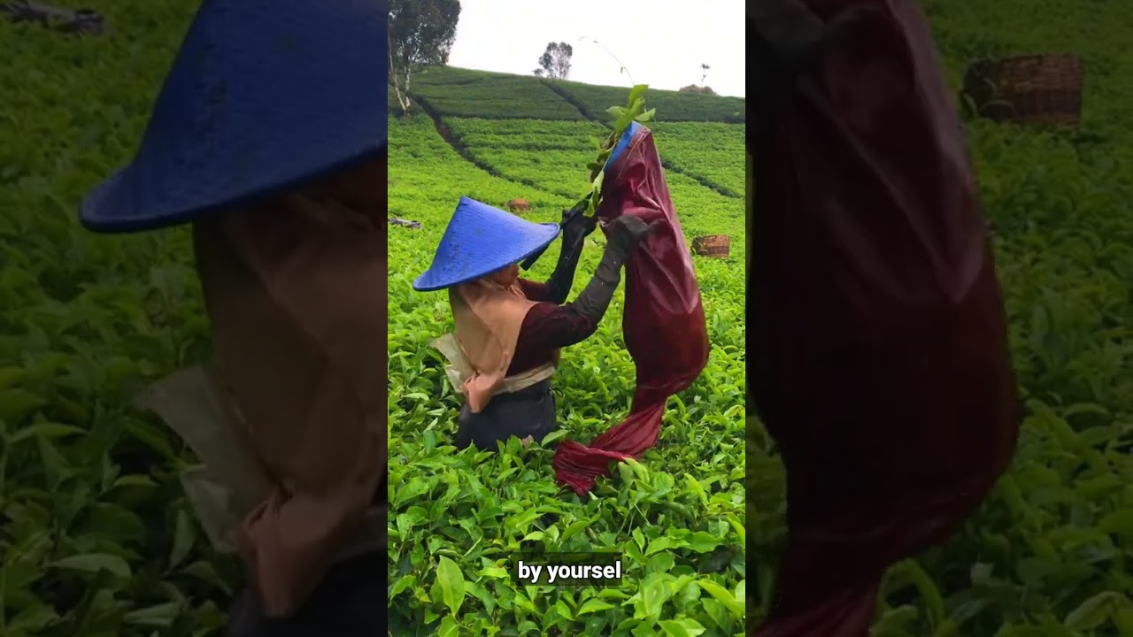 Virtual Tour Guide (Tea plantation, Wonosari, Malang) _145_Faizal_Final test Tourism