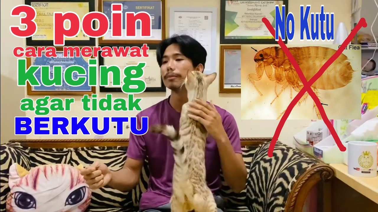Gak mau kucing berkutu ??? Ini Cara cegah kucing agar tidak berkutu