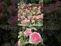 オーナードゥバルザック　Honore de Balzac　 #篠宮バラ園　#東久留米市 #rose