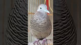 Burung merpati lokal memiliki suara penunjuk arah yang sangat jernih untuk umpan yang langsung merespons #shorts