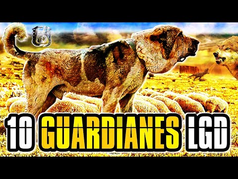 Video: ¿Para qué sirve la guardia de ganado?