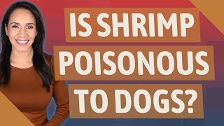 Exclusive Is shrimp poisonous to dogs? Profile