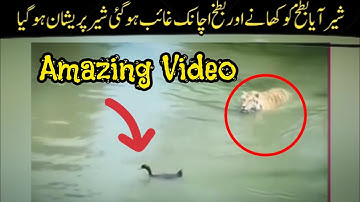 The lion came to eat the duck but suddenly the duck disappeared