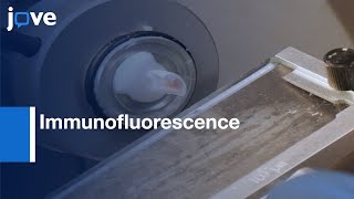 Immunofluorescence To Identify Satellite Cells Protocol Preview