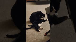 Freedom and Justice 2307-C0324 & 2307-C0325