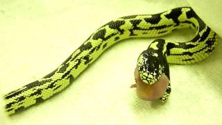 2 HEADED SNAKE EATING-both heads trying to eat! Net Worth