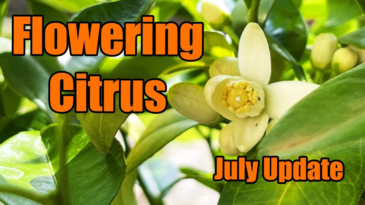 Flowering Citrus Trees In The UK July 2022 YouTube
