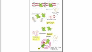 Protein Methods