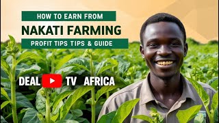 How to Earn from Nakati (Solanum) Farming | Profit Tips & Guide | Deal TV Africa