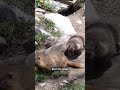 UCLA scientists turn to OnlyFans to fund marmot research