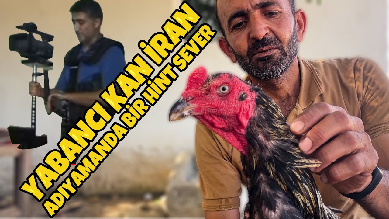 Böyle bir Hint ve Horozu ve Tavuğu görmedim / Yavru isteyen yorumlarda belirtsin.