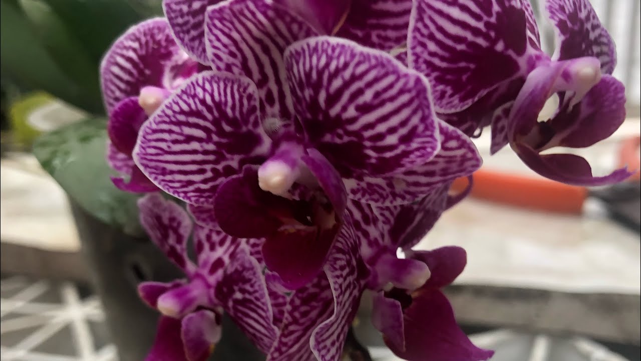 Cumprindo Desafio # Replante diferente # phalaenopsi na Caneca+Resultado peristeria Elata 💙💙💙