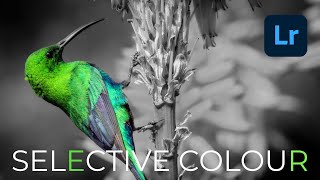 Create Selective Colour Photographs in Adobe Lightroom - it's Easy. Check out this Tutorial.