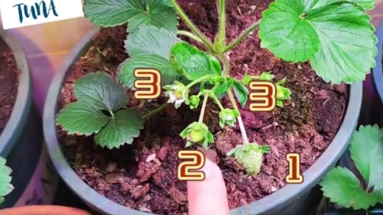 种草莓正确疏果！