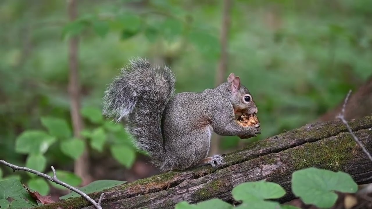 Eastern gray Squirrel Sciurus carolinensis