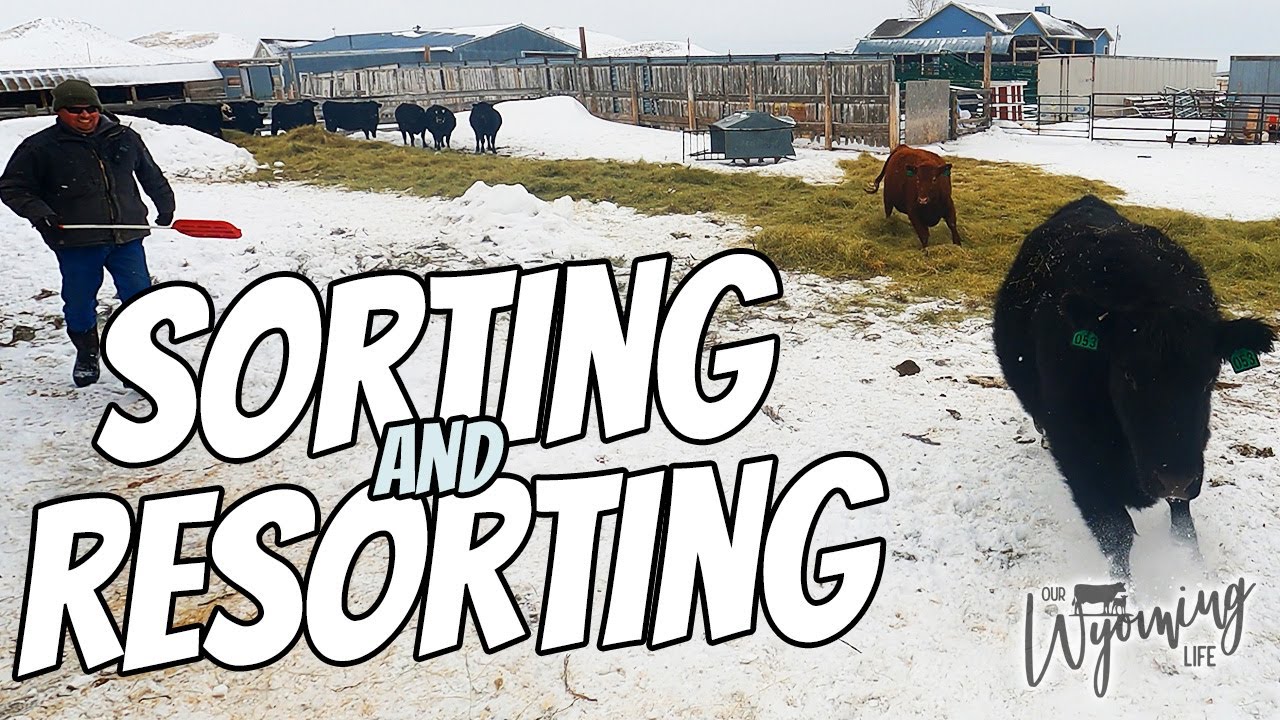 Calving is Coming! Sorting Heifers YouTube