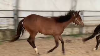 VS MORSE CODE 2023 filly by vs Code Red