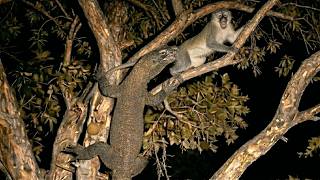 Deaf Monkey Got Caught By a Komodo Dragon !!