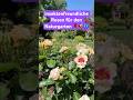 Rosenromantik trifft Naturgartenliebe – Blütenpracht für dich und die Natur! 🌿🐝🦋#rosenzauber
