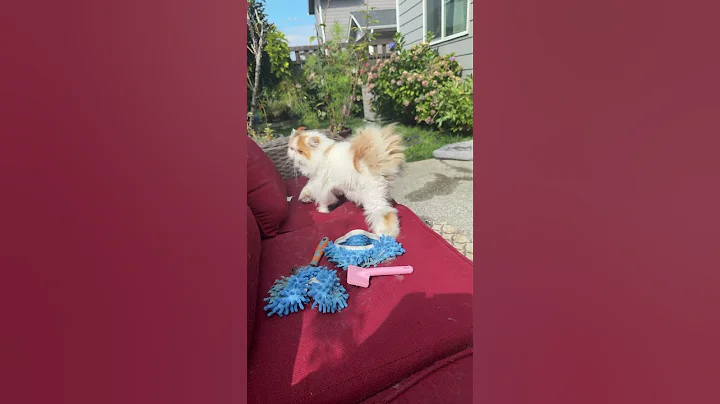 Watch the video about September 9, 2025 #cat #kitty Persian cats fam #shorts