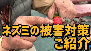 「いちご栽培 いちご農家」ネズミの被害対策ご紹介