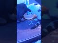 WILLOW REALLY WANTS TO CLEAN JACK