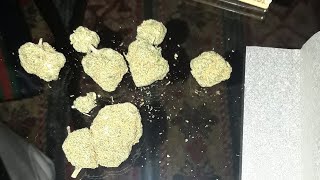 INDOOR CANNABIS  STRAIN REVIEW PLATINUM Girl Scout Cookies 💯🎥EASTBAYEXOTICS  CANNABIS REVIEWS!SUBS