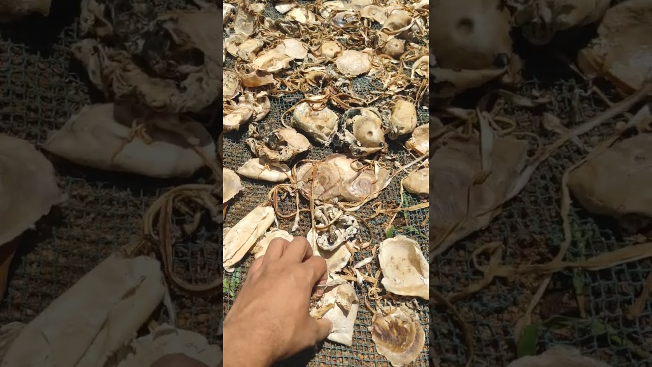 Rubber kept for drying in sunlight