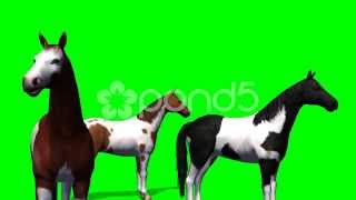 Group Of Horses - Green Screen