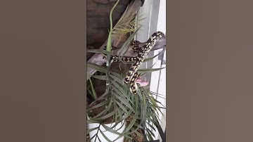 My Jungle Python Having Lunch #youtubeshorts #reptiles #python