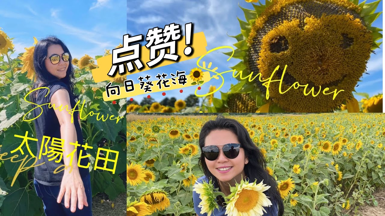 向日葵网红打卡地介紹Sunflower Fields on Markham The Sunflower Farm 加拿大生活 ＃多伦多生活