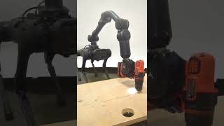 Robot Ability Dog Drilling into Wood