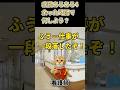 病院あるあるエピソード その4 #猫ミーム #看護師#まいたけダンス