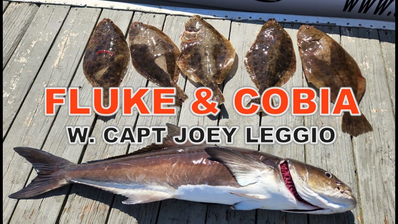 FLUKE & COBIA Fishing with Capt Joey Leggio