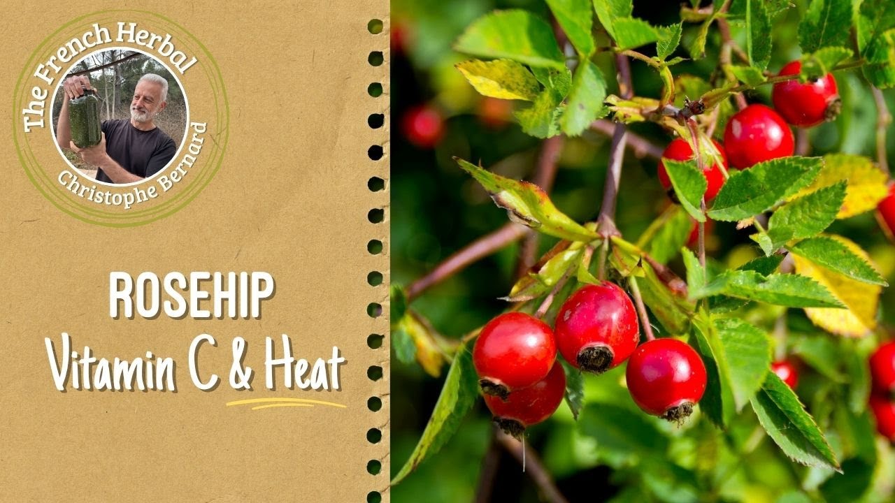 Чай из шиповника и витамин С: нагревание, заваривание и рекомендации