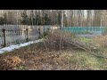 Дачные работы 10-12 октября 2024. Обрезка ирги. #хантымансийск #дачавсибири