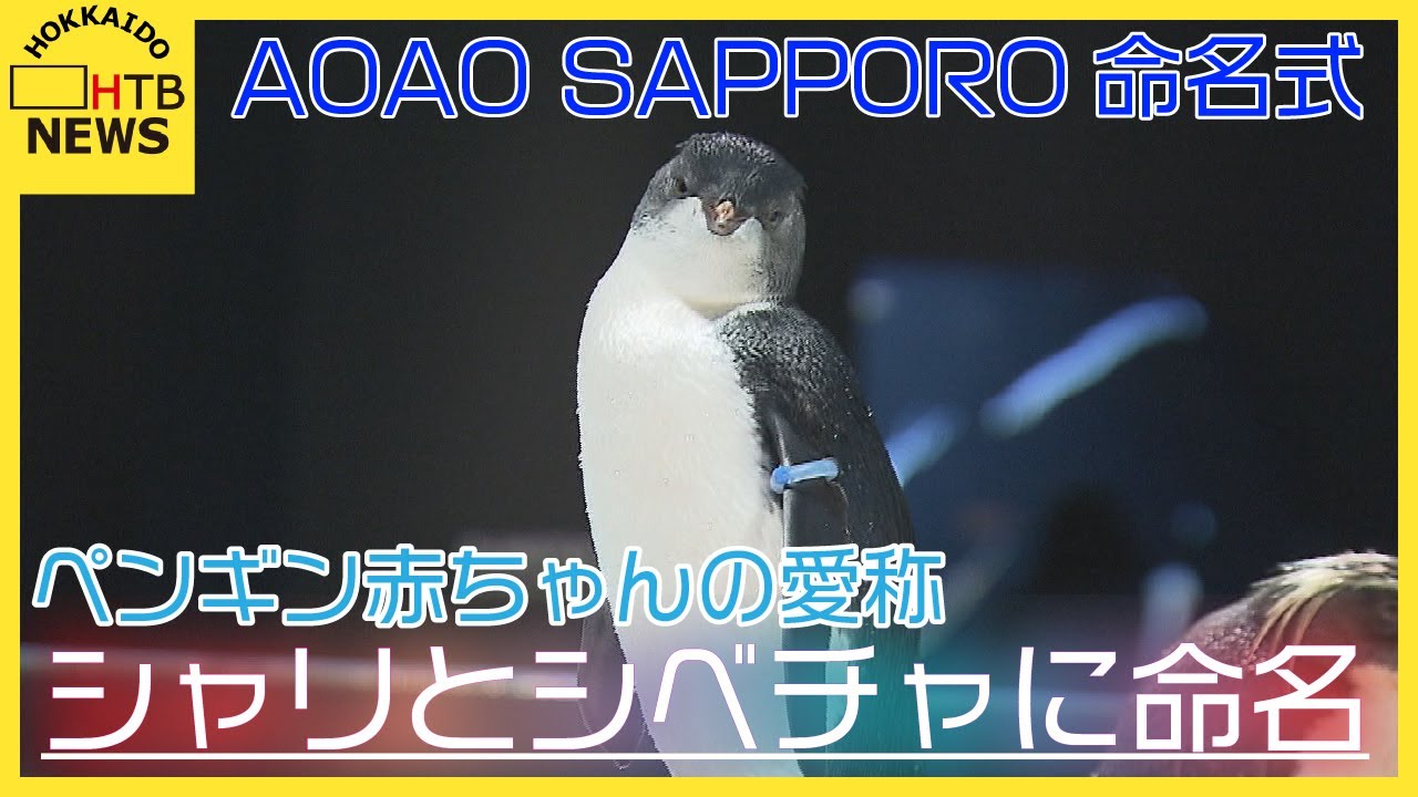 キタイワトビペンギン赤ちゃんの愛称を投票で 一番人気「シャリ」と