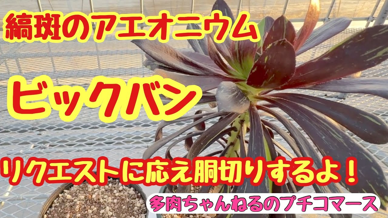 【多肉植物】リクエストに応えるシリーズ❣️縞斑のアエオニウム 《ビックバン》‼️胴切り‼️2024/03/04