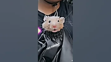 احلق يا حلاق 