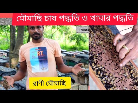 ভিডিও: মাকড়সা ধরার এবং যত্ন নেওয়ার উপায় Sp জাম্পিং স্পাইডার: Ste টি ধাপ